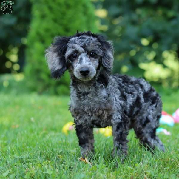 Dax, Miniature Poodle Puppy