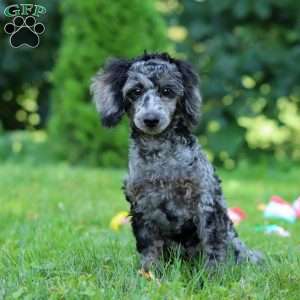 Dax, Miniature Poodle Puppy