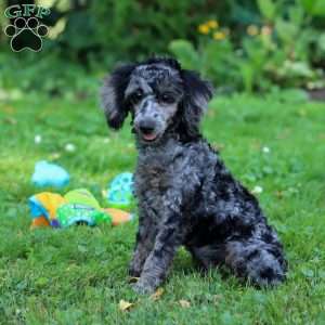 Dax, Miniature Poodle Puppy