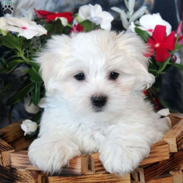 Dean, Maltese Puppy