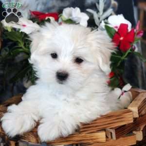 Dean, Maltese Puppy