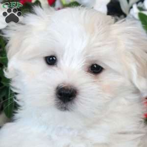 Dean, Maltese Puppy