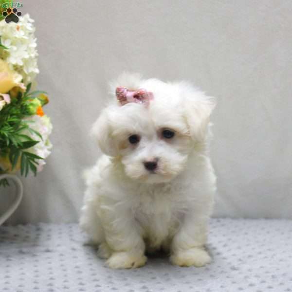 Debbie, Maltichon Puppy