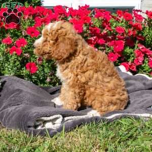 Debbie, Mini Bernedoodle Puppy