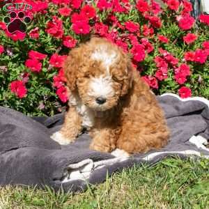 Debbie, Mini Bernedoodle Puppy