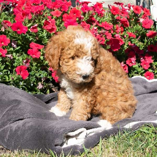 Debbie, Mini Bernedoodle Puppy