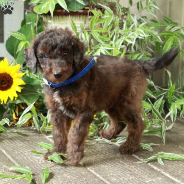 Declan, Goldendoodle Puppy