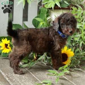 Declan, Goldendoodle Puppy