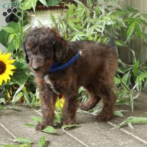 Declan, Goldendoodle Puppy
