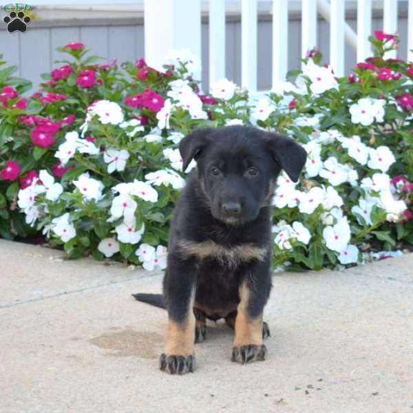 Delilah, German Shepherd Puppy