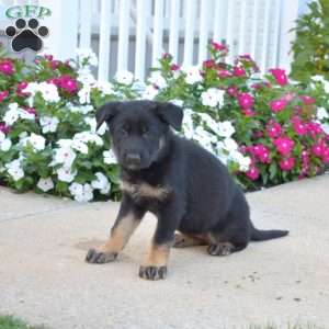 Delilah, German Shepherd Puppy