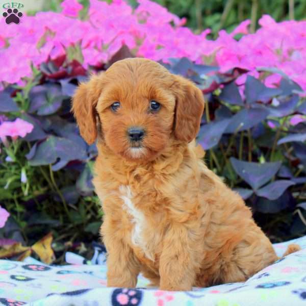 Demi, Cavapoo Puppy