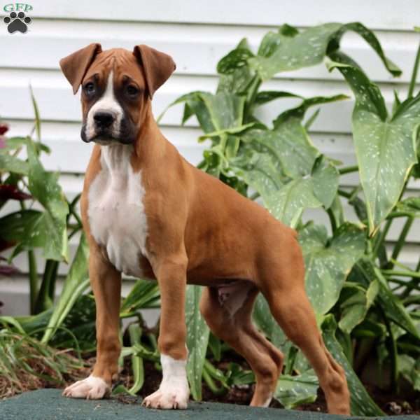 Derek, Boxer Puppy