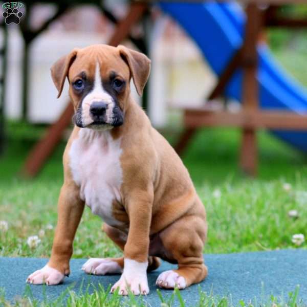Derek, Boxer Puppy