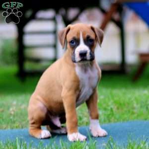 Derek, Boxer Puppy