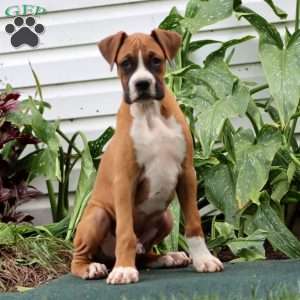 Derek, Boxer Puppy