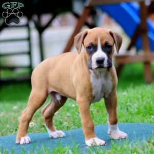 Derek, Boxer Puppy