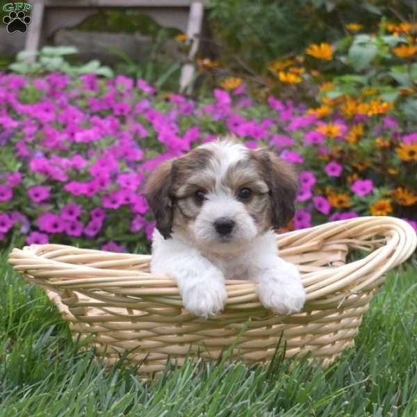 Destiny, Cavachon Puppy