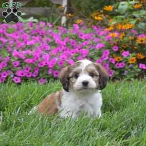 Destiny, Cavachon Puppy