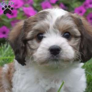 Destiny, Cavachon Puppy