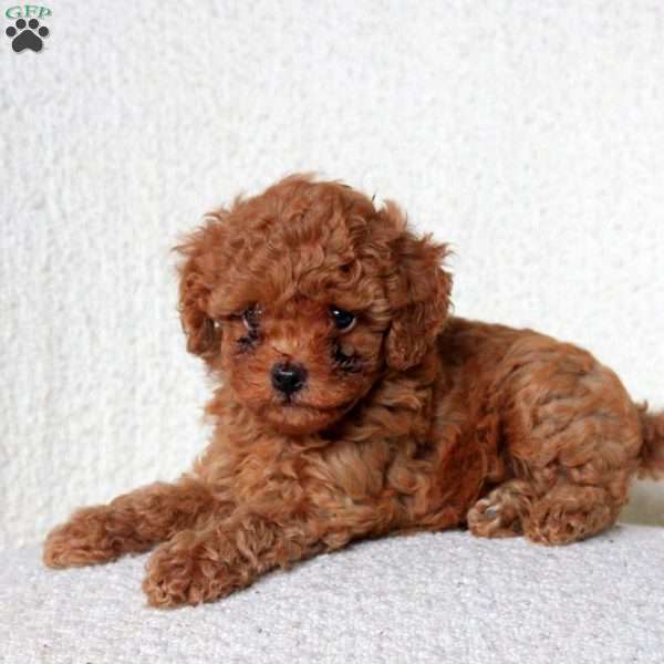 Devan, Toy Poodle Puppy