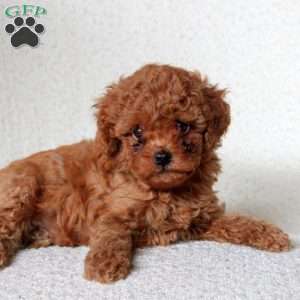 Devan, Toy Poodle Puppy