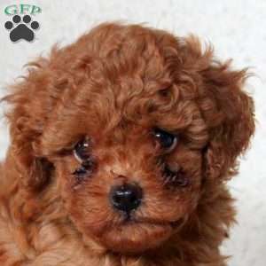 Devan, Toy Poodle Puppy