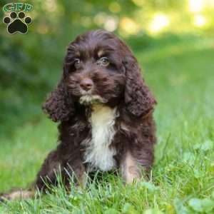 Dexter, Cockapoo Puppy