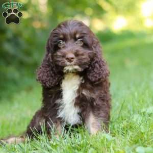 Dexter, Cockapoo Puppy