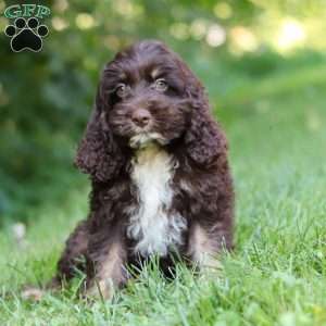 Dexter, Cockapoo Puppy