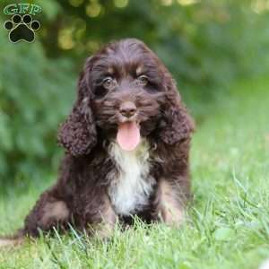 Dexter, Cockapoo Puppy