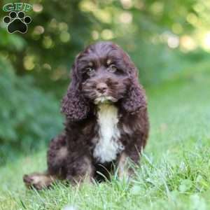Dexter, Cockapoo Puppy