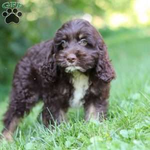 Dexter, Cockapoo Puppy
