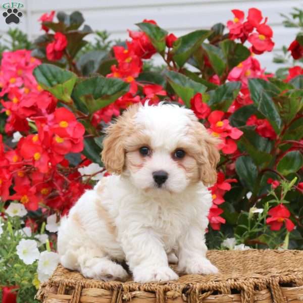 Dexter, Cavachon Puppy