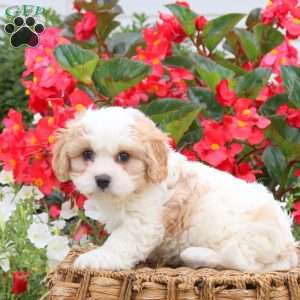 Dexter, Cavachon Puppy