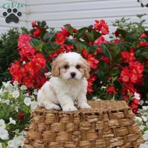 Dexter, Cavachon Puppy