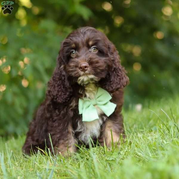 Dexter, Cockapoo Puppy