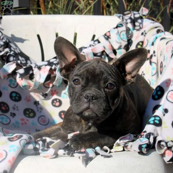 Diamond, Frenchton Puppy