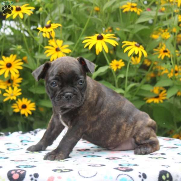 Diamond, Frenchton Puppy