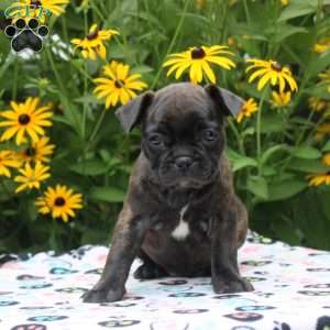 Diamond, Frenchton Puppy