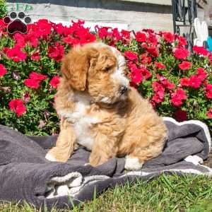 Diana, Mini Bernedoodle Puppy