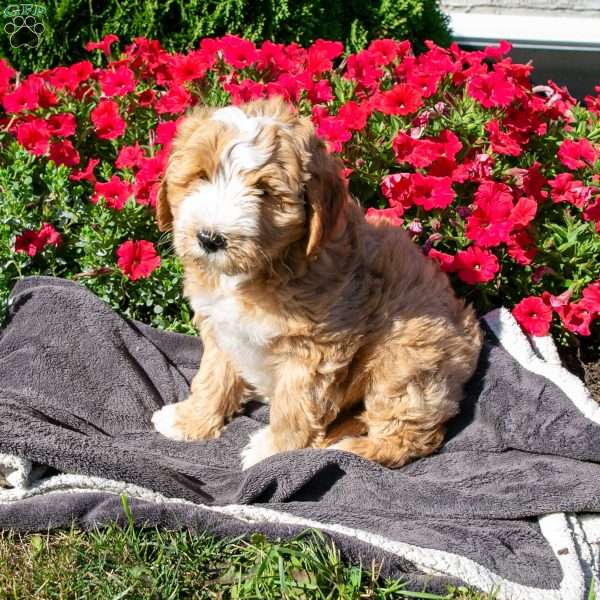Diana, Mini Bernedoodle Puppy