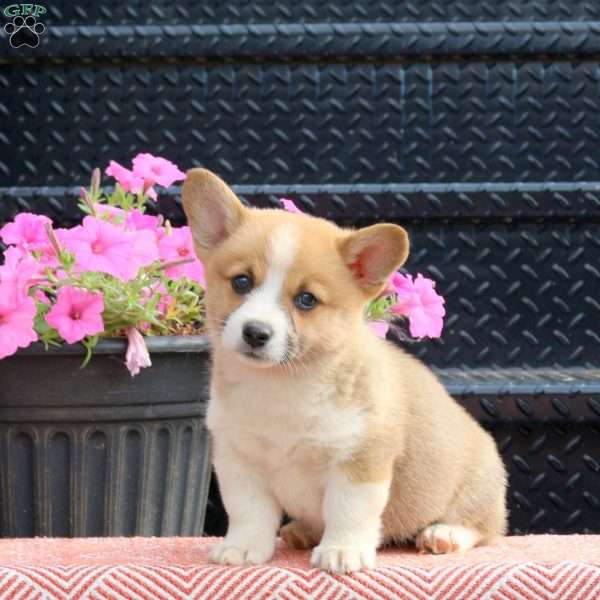 Dicky, Pembroke Welsh Corgi Puppy