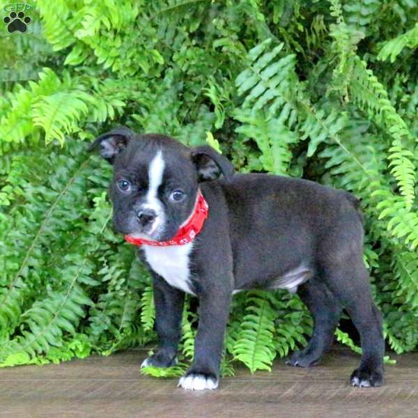 Diesel, Boston Terrier Puppy
