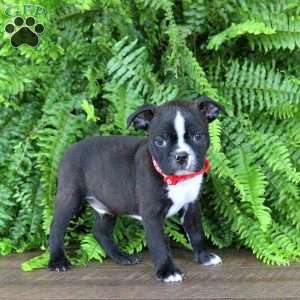 Diesel, Boston Terrier Puppy