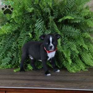 Diesel, Boston Terrier Puppy