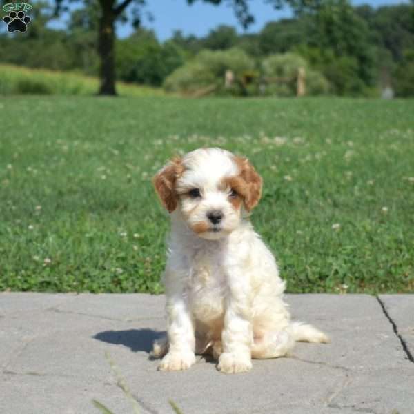 Dill, Cavapoo Puppy