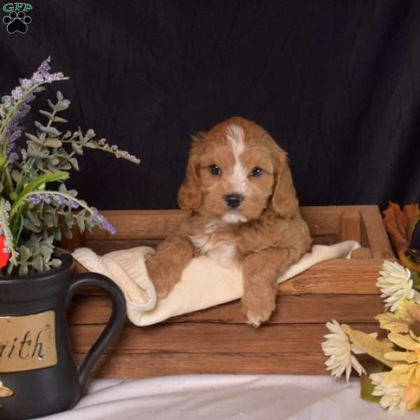 Dipper, Cavapoo Puppy