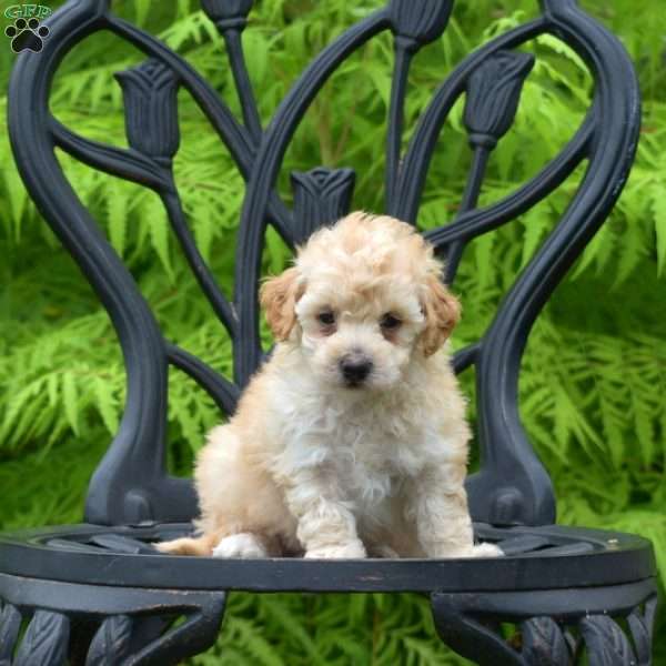 Dipper, Bich-Poo Puppy