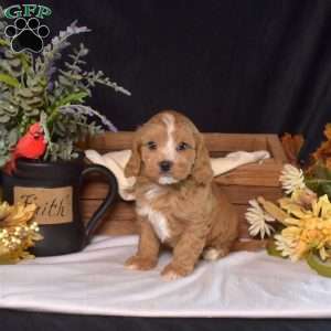 Dipper, Cavapoo Puppy